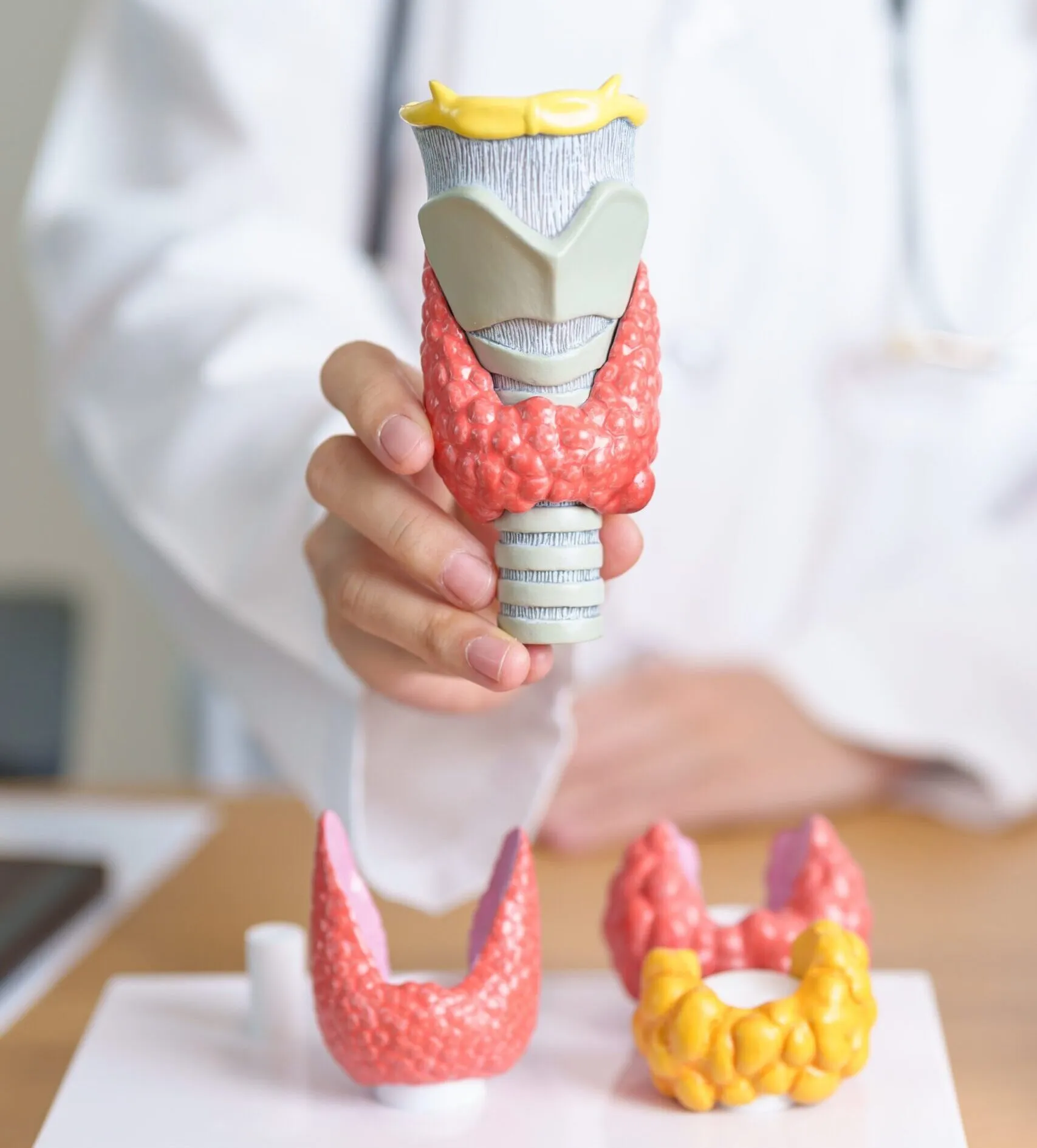Doctor holding a model of the thyroid gland